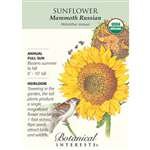 Botanical Interest - Sunflower Mammoth Russian (Organic)