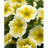 50 Supertunia Citrus Petunia Seeds