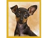 Chihuahua Puppy