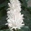COFFEE - 10 Seeds - Coffea arabica