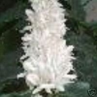 COFFEE -  10 Seeds  - Coffea arabica
