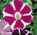 9GreenBox - Ipomoea shiva white-rose morning glory 15 seeds