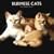 Burmese Cats 2009 Wall Calendar