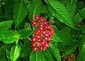 Pentas Lanceolata Plant