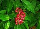 Pentas Lanceolata Plant