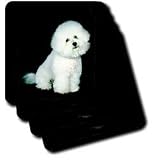 Dogs Bichon Frise - Bichon Frise - Coasters