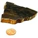Petrified Wood Slice