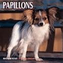 Dog Breeds Papillons Calendar