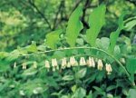 Review Crocus  / Polygonatum multiflorum