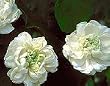 Arabian Jasmine One Gallon Plant