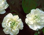 Arabian Jasmine Two Gallon Plant