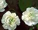 Arabian Jasmine Two Gallon Plant