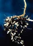 Mycorrhizal Inoculant, Resealable Canister