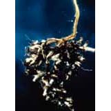 Mycorrhizal Inoculant, Resealable Canister by Atlantis Hydroponics