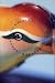 The Wind-Up Bird Chronicle: A Novel