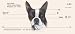 boston_terrier22boston terrier - Personal Custom Bank Checks Boston Terrier Personal Check