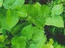 Kava Kava Herbal Capsules