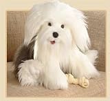 Old English Sheepdog Plush Dog, 13 Inches (Stuffed Sheepdog from Gund)