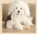   - Old English Sheepdog