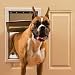 Kitchen & Housewares : White Freedom Pet Door - Large