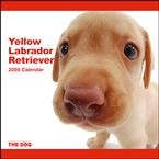 Yellow Labrador Retriever 2009 Wall Calendar