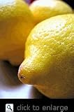 Eureka Lemon Tree One Gallon Plant by Monrovia
