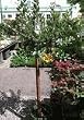 Pineapple Guava Topiary, Five Gallon Plant by Monrovia Growers
