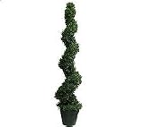 5' Spiral Boxwood Topiary by Valerie