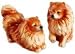   - Pomeranian S&P2008