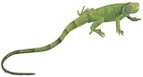 Iguana Baby