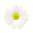 Beautiful White Daisies, Wholesale 240 Flower Box
