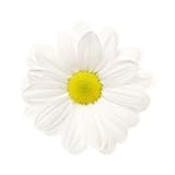 Beautiful White Daisies, Wholesale 240 Flower Box