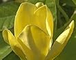 Premium Quality Potted Elizabeth Saucer Magnolia Tree Five Gallon