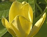 Elizabeth Saucer Magnolia Tree Five Gallon by Monrovia Growers
