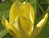 Premium Quality Potted Elizabeth Saucer Magnolia Tree Five Gallon