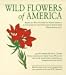 Wild Flowers of America (Tiny Folio)
