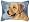 Yellow Lab