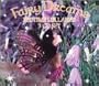 Fairy Dreams: Bedtime Lullabies (Box Set)