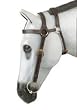 Kimberley Extended Head Bridle