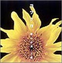 願いの詩/太陽 (CCCD)