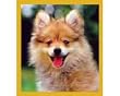 Pomeranian Puppy Fridge Magnet