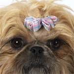 Aria Pretty N Plaid Bows