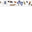 INSECTS PHOTO BORDER