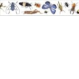 INSECTS PHOTO BORDER