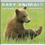 Baby Animals 2009 Calendar
