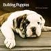 bulldog6 - Bulldog Puppies 2010 Wall Calendar
