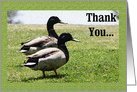 Thank You - Mallard Ducks Card