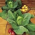 SUTTONS SEEDS: Cabbage Offenham 2 - Flower Of Spring Seeds (350 seeds)
