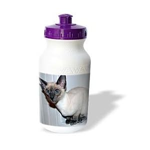 Cats - Oriental Short Hair - Water Bottles