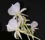 Angraecum Longiscott 1676H